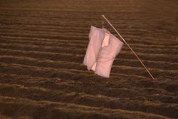 voortaan: Bloesjesdag