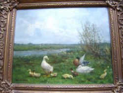 meer eenden (coll. Nusselder)