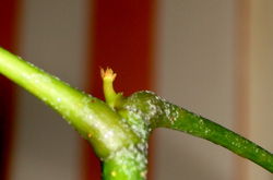 22 december, eerste jonge loot.de witte vlekjes zijn restjes groene zeep.