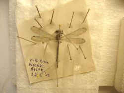 overleden insect, aangetroffen in vensterbank