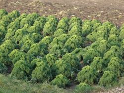 en juist, niet te vergeten in dit seizoen