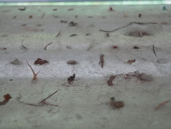 pluisjes uit 'Staubstelle'