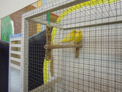 Het verschrikkelijke mooie leven (d&eacute;tail, 1965) - olieverf op doek en 'mixed media' waaronder levende kanaries