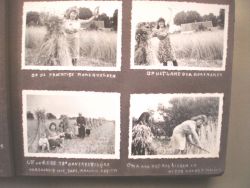 oogst in de jaren '40.. het foto-album als voorloper van de website..