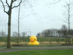 de eend in Amsterdam, kort na Nieuwjaar