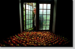 Hamburger in z'n cottage in Suffolk, jaren '90.. appels voor de winter.