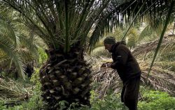 de strijd tegen de palmkever